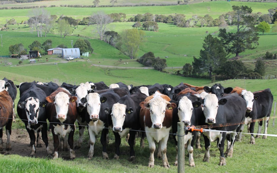 Cows