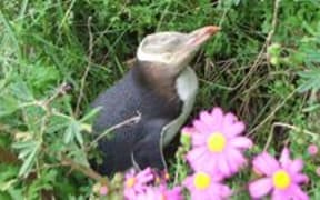 A penguin at Natures Wonders
