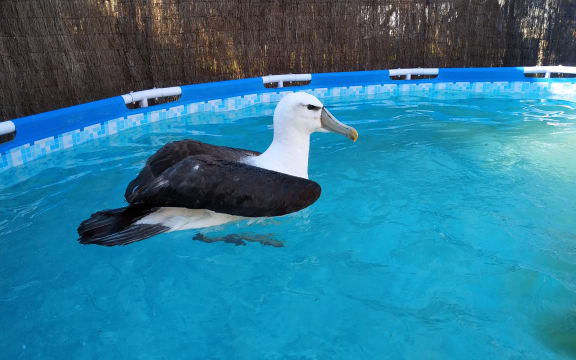 Braveheart the Albatross