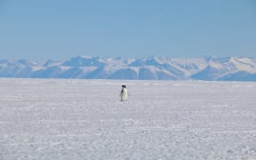 A wide shot of a lone small black-and-white penguin standing in the middle of a wide flat expanse of white sea ice with snow-covered mountains in the background, beneath a bluebird sky.
