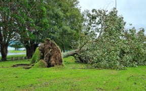 A tree is us uprooted near sports fields in Stanmore Bay, Auckland.