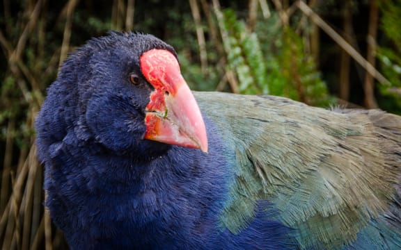 Takahe