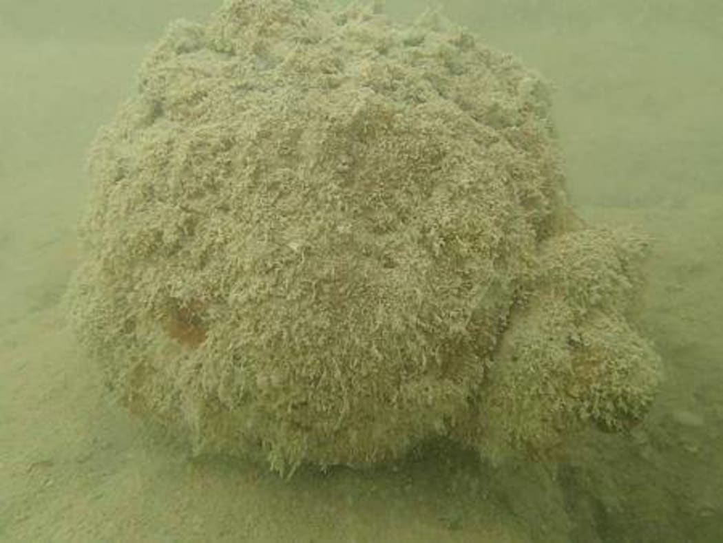 Old World War II mine in Kiribati