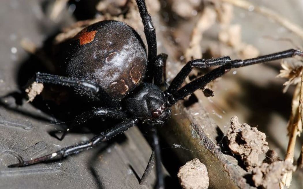 Spider venom targets nervous system, which means it could be used to treat it as well.