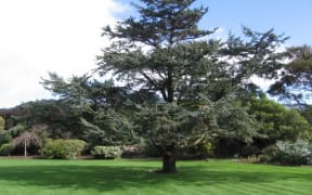 Atlantic blue cedar planted on the 15th of January, 1954 to celebrate the Royal Visit, planted by Her Majesty Queen Elizabeth II at Government House, Wellington