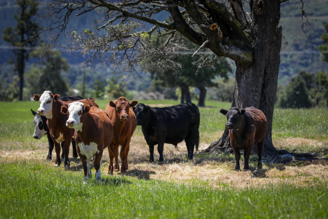 Canterbury region farms
