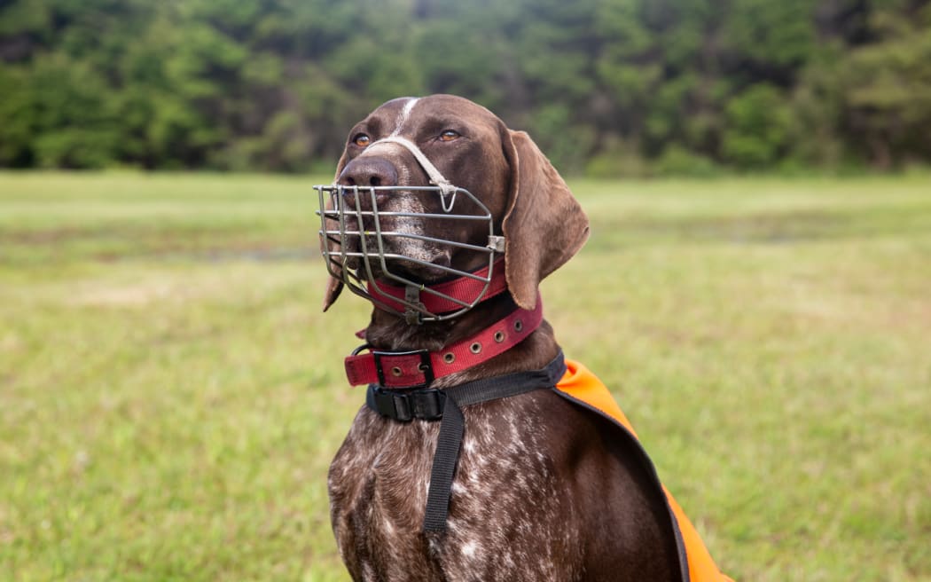 Brad Windust's dog Wero