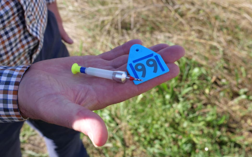 The contraceptive drug GonaDon is injected into kangaroos via darts.