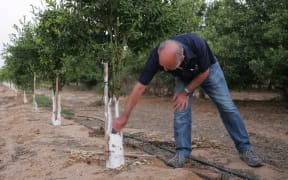 Israeli farmer Arye Shrayber, checks his lemon trees at Kibbutz Nirim, in the Negev Desert, near Israel’s largest water reservoir, the Southern Besor, which contains recycled purified sewage water and stored rain water for agricultural use.