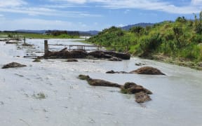 Part of the Franz Dairies farm at Waiho Flat was flooded last week after the flooded Waiho (Waiau) River carved a new channel through the farm.
