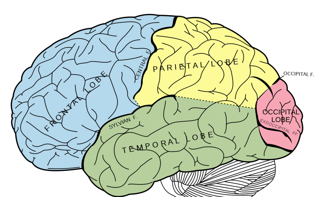 brain-memory