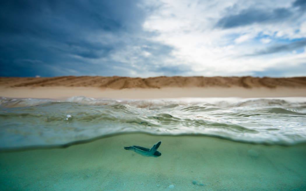 Baby Turtle Ocean surface side