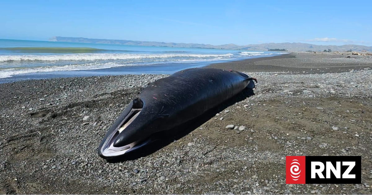 Rare whale found dead on Marlborough coastline