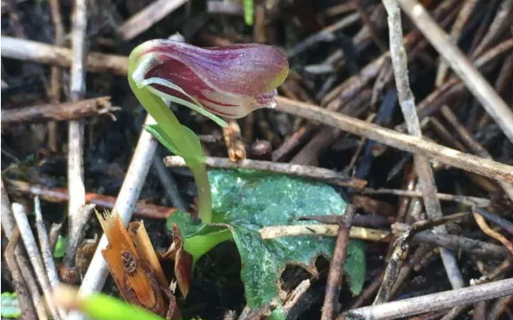 Swamp helmet orchid