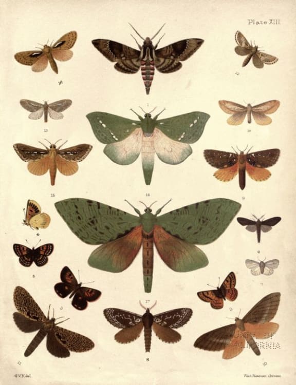 Plate from 'New Zealand Moths and Butterflies' by George Vernon Hudson (1898)