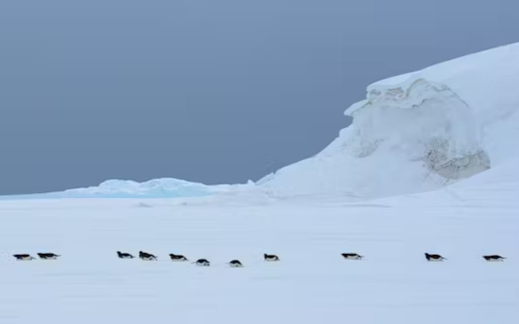 Adélie penguins tobogganing on their tummies across landfast ice.