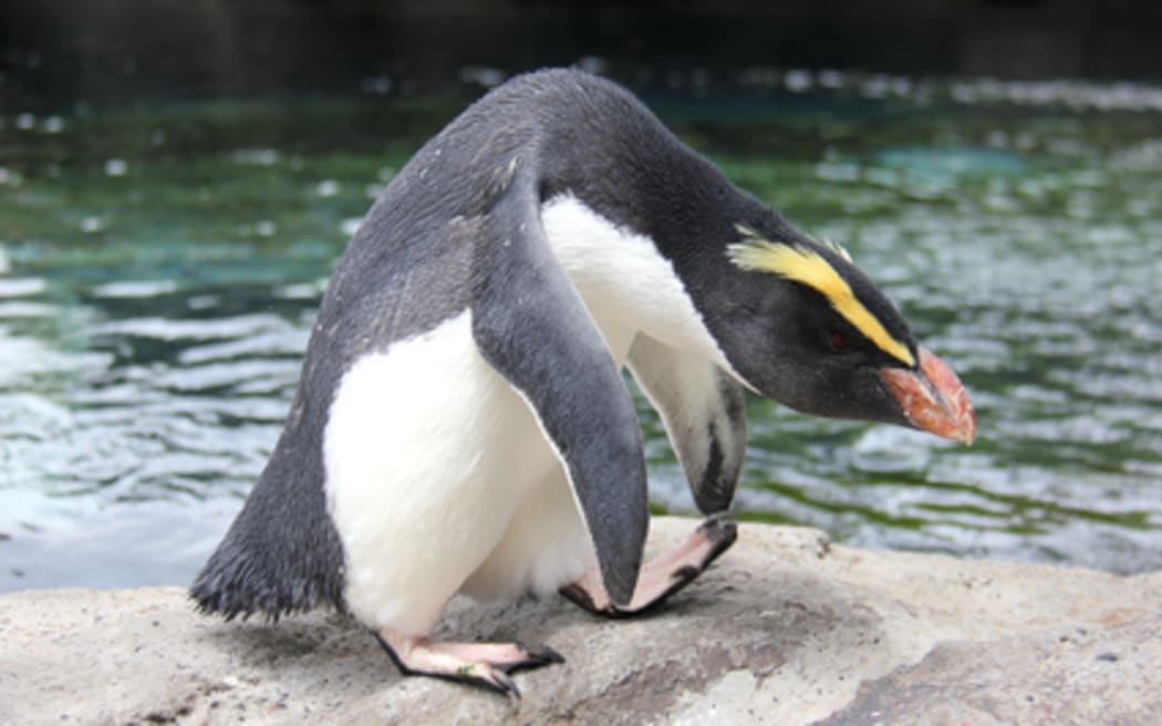The Fiordland penguin chick's dad Munro.