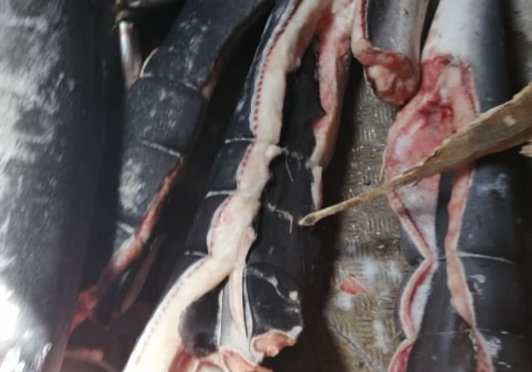 Shark bodies stitched up with cut-off fins inside them.