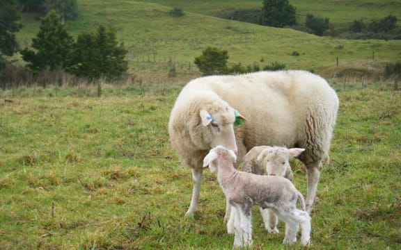 Sentry Hill Organics new lambs