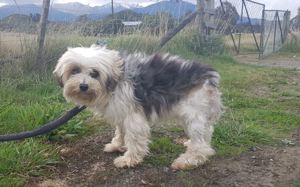 Sammi, a nine-year-old breeding bitch that had been living and birthing in a cage was rescued by HUHANZ.