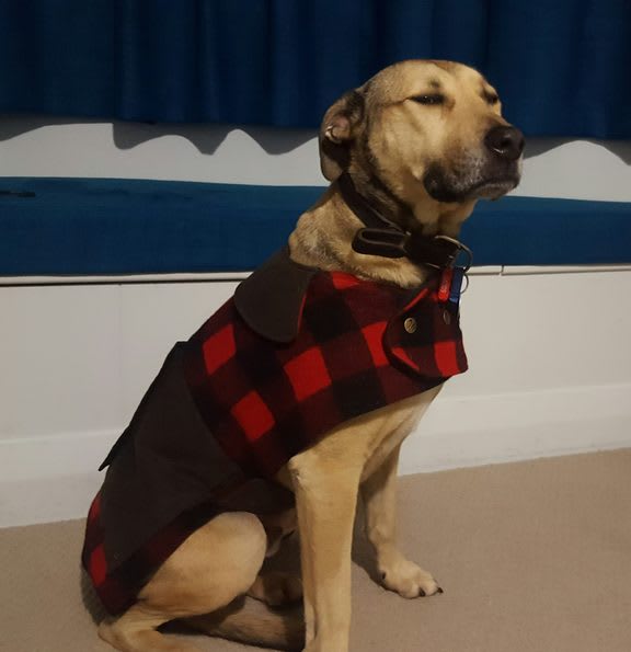 Dusty is ready for his day out.