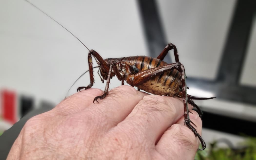 A critically-threatened Mahoenui giant wētā, at the breeding lab in the Ōtorohanga Kiwi House.
