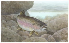 Rainbow trout