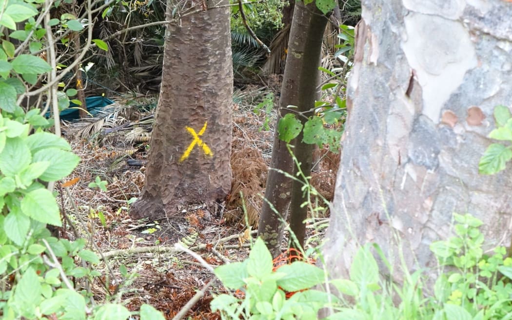 Kauri tree that Michael Tavares lived in for a few days in March.