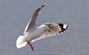 Red-billed Gull