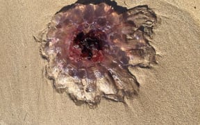 A lion's mane jellyfish which washed up on a Great Barrier Island beach on Saturday.