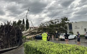 Fallen tree during Tweed Heads storm