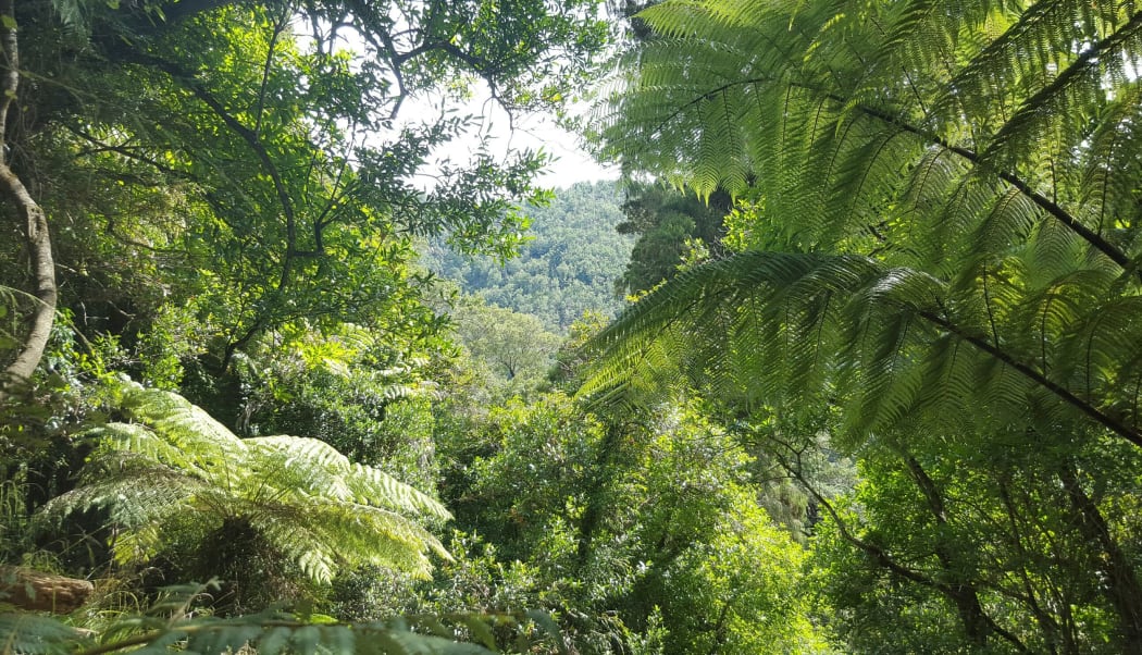 Lake Rotoiti bush, Nelson Lakes National Park.