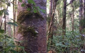 Kauri in Waipoua Forest.