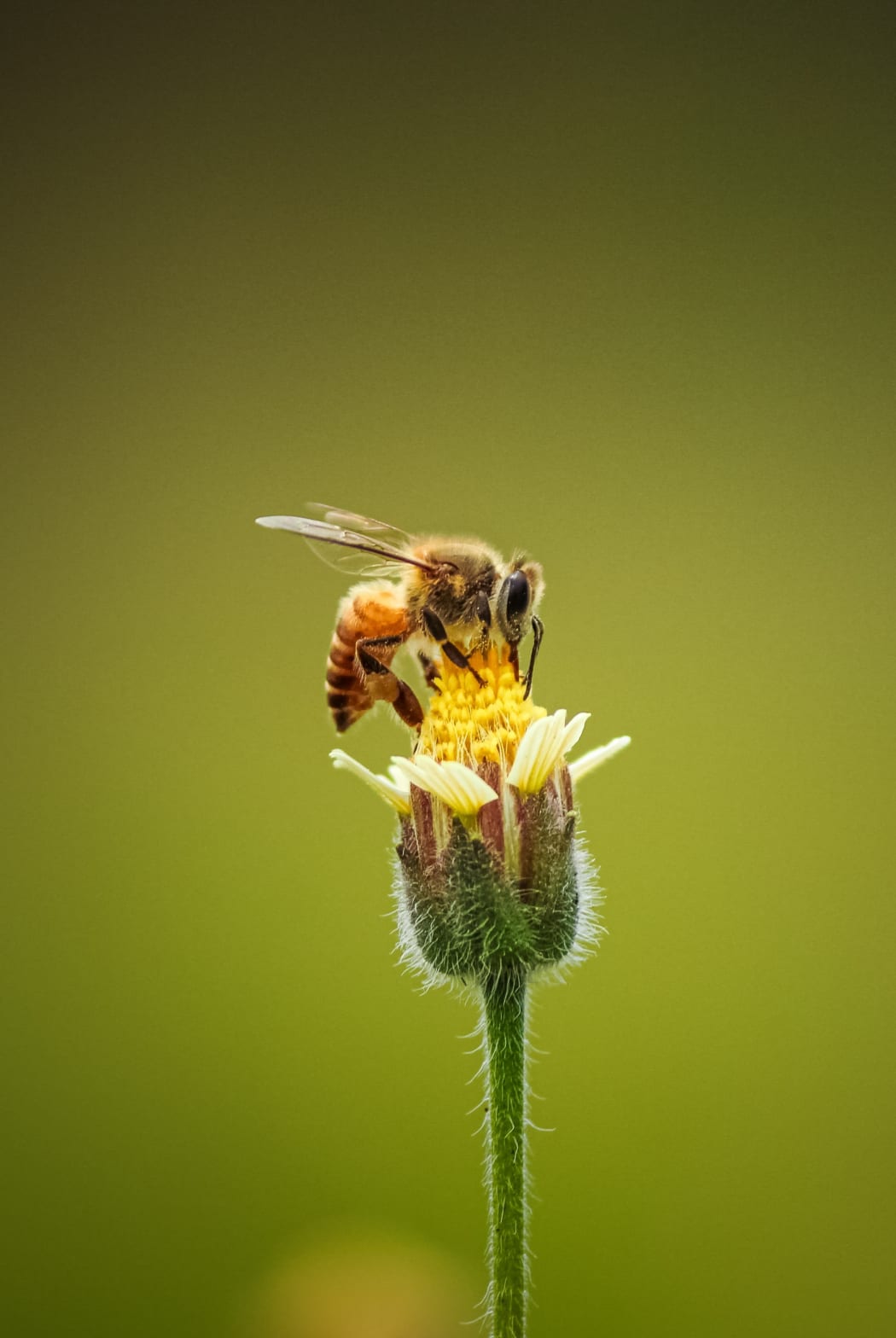 honeybee