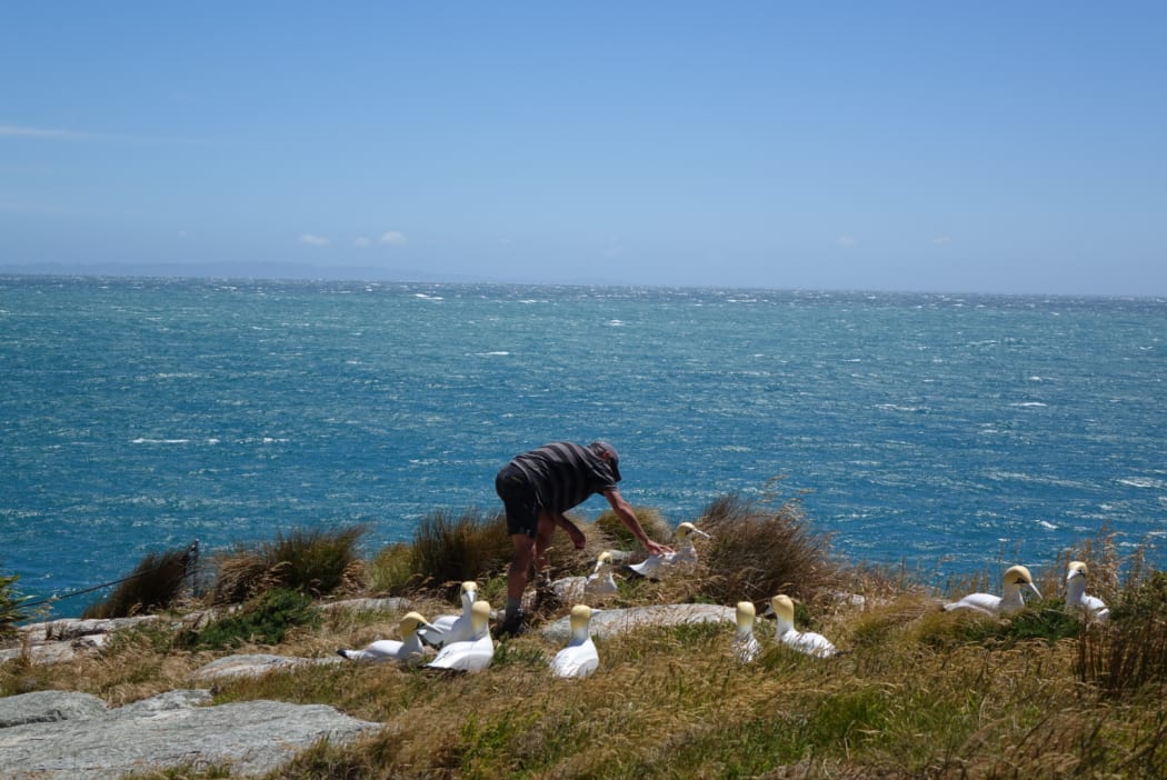 Peter Gaze from Project Janzsoon checking on the fibreglass gannet decoys.