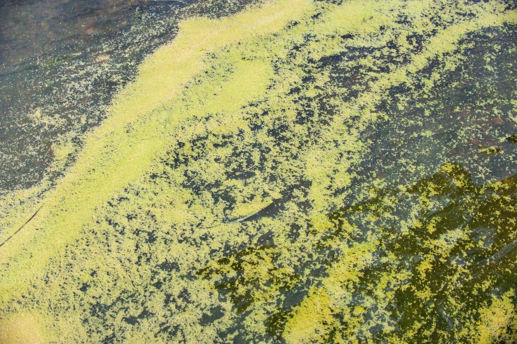 an Algal bloom. stock image.