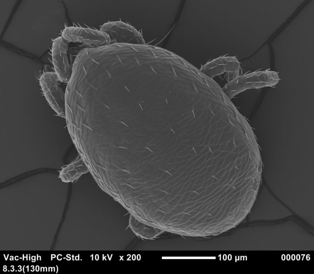 Wasp mite
