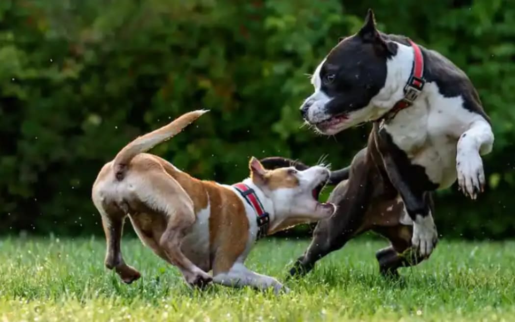 Auckland Council has reported a 21% rise in aggressive dog behavior, 14% more attacks on people, and a 19% increase in attacks on animals during 2023-2024.