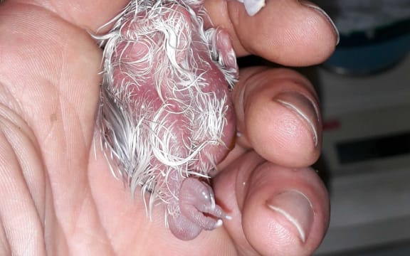 The first chick of the 2019 kakapo breeding season hatched on the 30th of January. Its mum is Waikawa and its father is probably Horton.