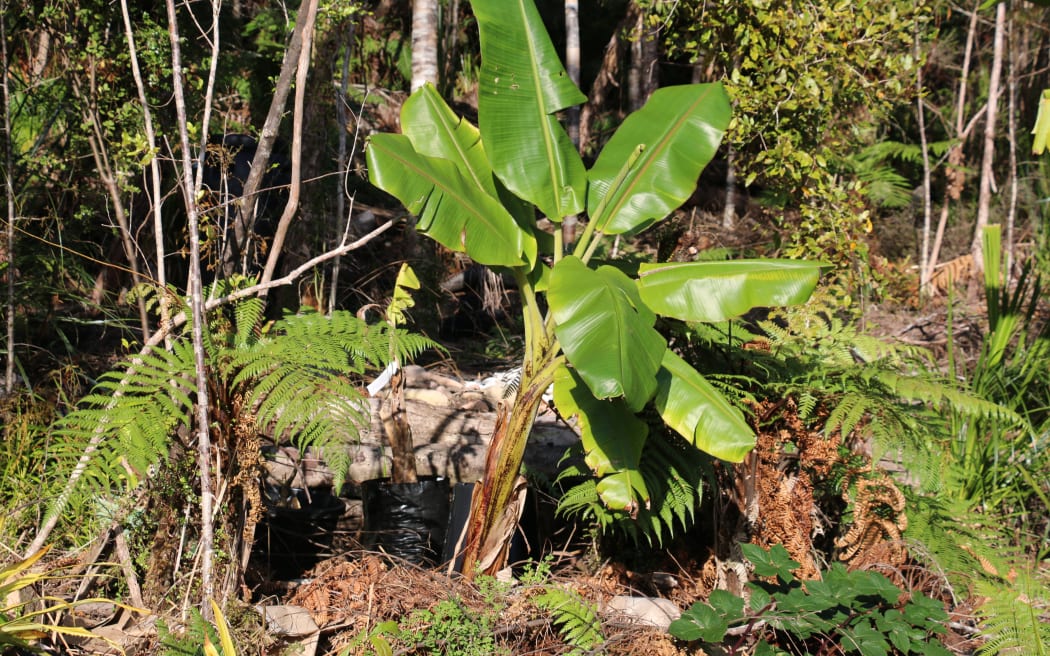 West Coast Agroforestry