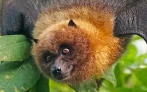 A flying fox