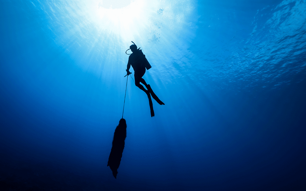 A diver brings to the surface crown-of-thorns starfish removed from the reef.