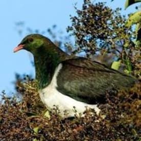 Photo for Kereru