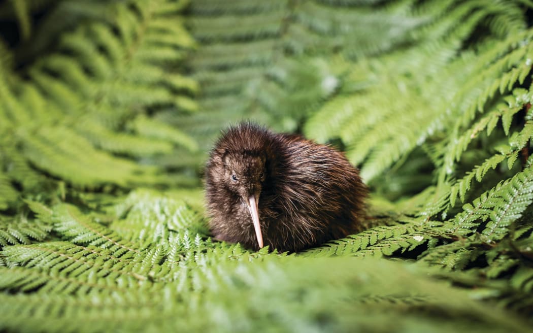 A small kiwi chick is photographed from the front on a bed of fern leaves. It is sitting down, with it's feet tucked under it.