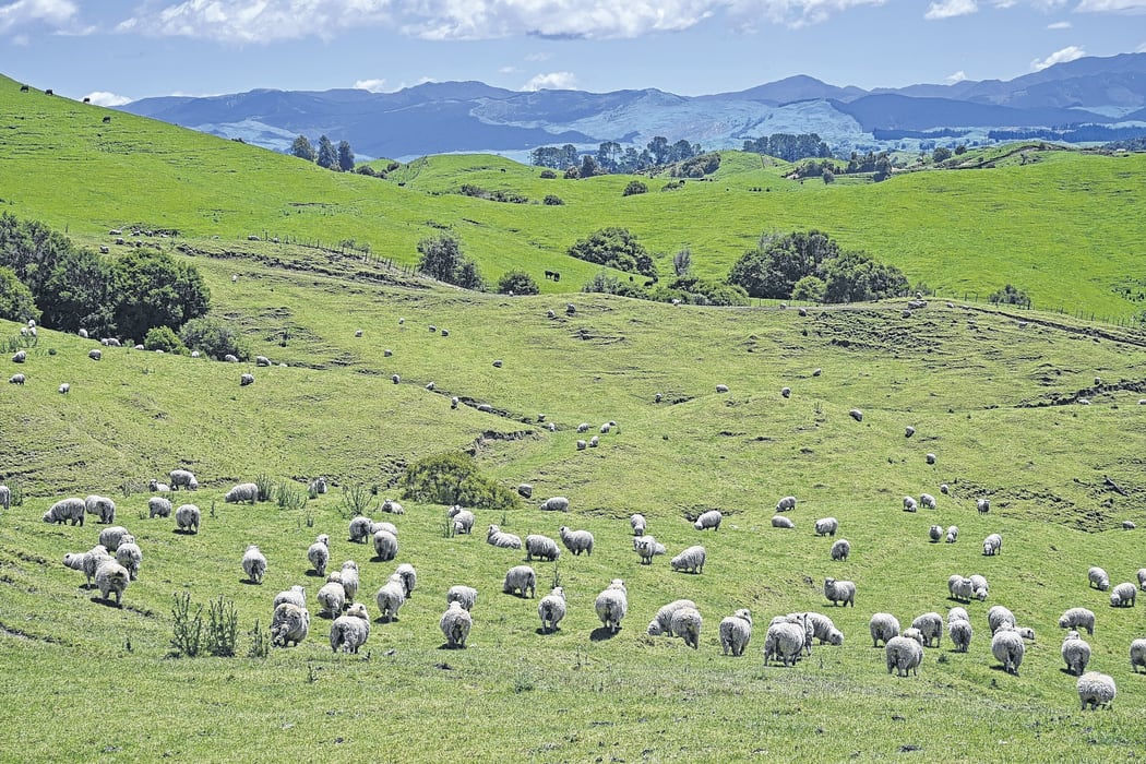 Hoggets waiting for shearing on Puketawa Station.
