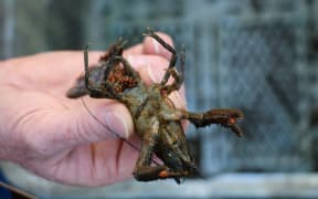 Freshwater crayfish
