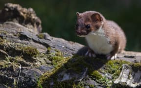 A stoat perched on a log