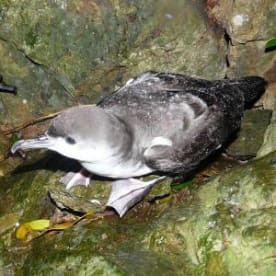Photo for Buller's shearwater
