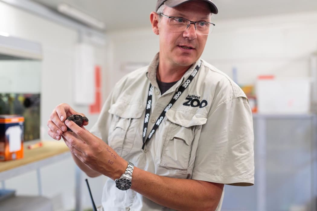 Auckland Zoo's Richard Gibson holding the Galapagos tortoise hatchling.