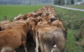 Jersey cows heading down the race for milking on the West Coast, New Zealand